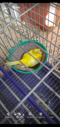 Canaris Femelle Hupé Wajda