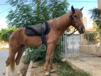 Double poni femmel 