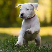 chien-dogs-argentin-les-eucalyptus-alger-algerie