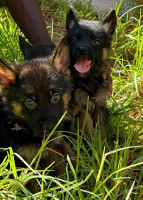 chien-chiots-berger-allemand-es-senia-oran-algerie