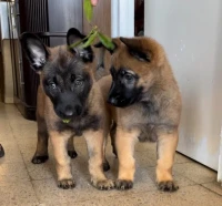 La pure race malinois