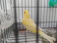 MAL CANARI ADULTE WADJED