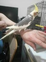 oiseau-belle-femelle-calopsite-de-3-mois-qui-adore-bien-les-caresses-bab-el-oued-alger-algerie