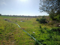 terrain-agricole-location-el-tarf-berrihane-algerie