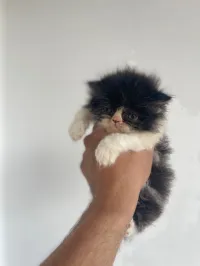 Chat persan