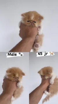 Les chat persan van 