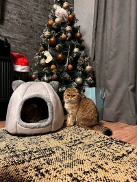 Niche pour chats منزل مريح للقطط و الكلاب الصغيرة 