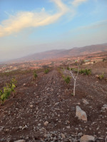 terrain-agricole-vente-tlemcen-djebala-algerie