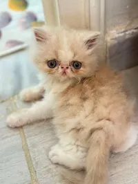 Persan peke face