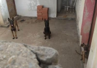 Couple malinois et petit malinois