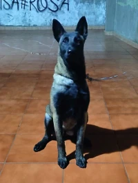 Malinois CR