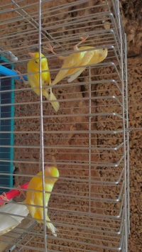 Canari jeune satiné 
