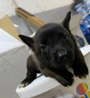 chien-chiot-malinois-charbonnier-pure-race-bougara-blida-algerie