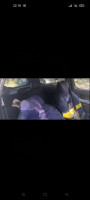 voitures-renault-clio-2-2001-soumaa-blida-algerie