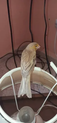 Coupla canari