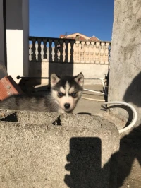 Chiens husky 