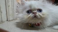 chats-chat-persan-vrai-race-draria-alger-algerie