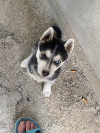 chien-a-vendre-hyski-2-mois-bordj-el-bahri-alger-algerie