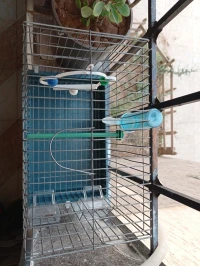 Cage oiseaux 