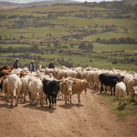 traiteurs-gateaux-viandes-et-poulet-bio-en-gros-directement-de-la-ferme-douera-alger-algerie