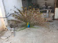 Paon bleue males et femelles