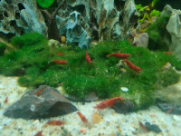 poisson-crevette-pour-aquarium-rouiba-alger-algerie