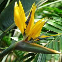 gardening-graines-de-oiseau-paradis-paquet-10-fleurs-jaune-tres-rare-مستحيل-أن-تجده-في-الجزائر-blida-algeria