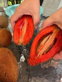 1 GRAINES DE MAMEY SAPOTE 