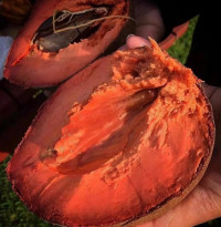 semence-1-graines-de-mamey-sapote-بذور-فاكهه-المامي-سابوت-blida-algerie