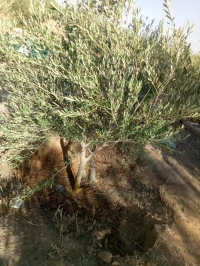Vente Terrain Agricole Biskra Biskra