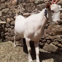 عتروس للبيع نوع سانين  