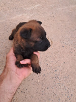 chien-malinois-es-senia-oran-algerie