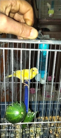 Canari Jaune