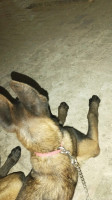 autre-male-malinois-bourouba-alger-algerie