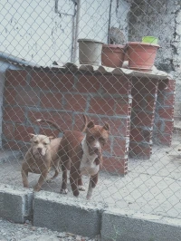 Pitbull 
