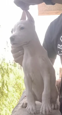 femelle dog argentin 