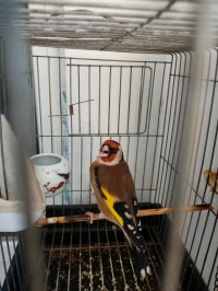 مقنين 3 سنين شباب