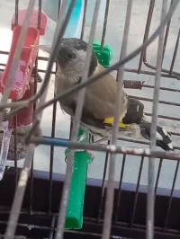 مقنينة شابة مربية خلوية 