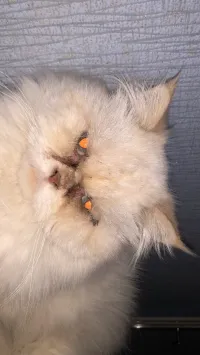 Chat persan