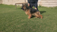 chien-je-vous-propose-un-tres-bon-mal-berger-allemand-pedigree-bordj-el-kiffan-alger-algerie