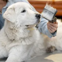 Brosse pour poile chien avec bouton automatique