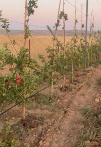 terrain-vente-djelfa-benhar-algerie