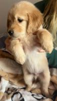 chien-golden-retriever-ain-benian-alger-algerie