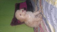 chien-caniche-bichon-issers-boumerdes-algerie