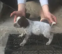 De Male chien de chasse braque français 