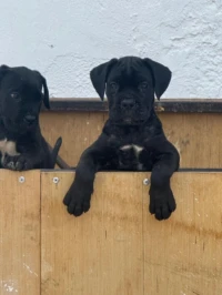 Chiots cane corso de 2 mois
