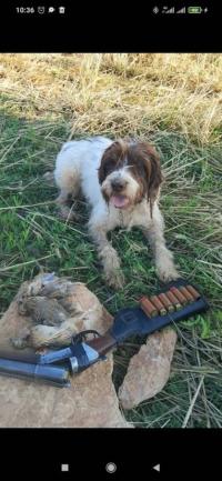 Chien de chasse