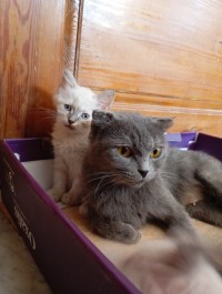 chat-chaton-persan-moon-face-ragdoll-dely-brahim-alger-algerie