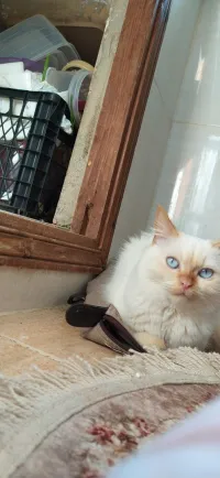 Chat Pour adoption 