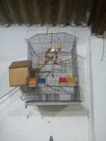 accessoire-pour-animaux-voliere-cage-oiseaux-cheraga-alger-algerie